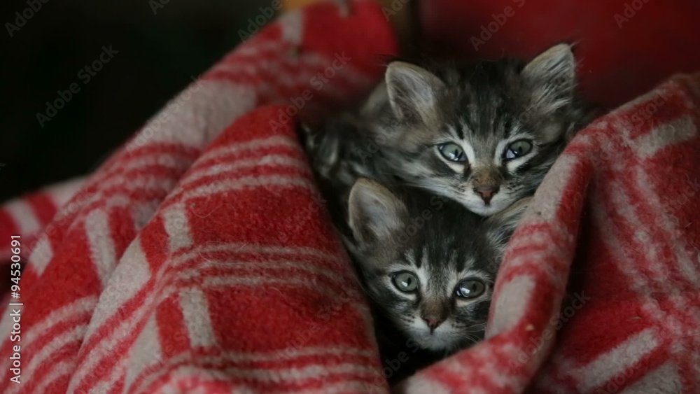 Three kittens in a red blanket Three kittens in a red blanket