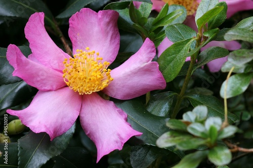 Camellia sasanqua - Camelia