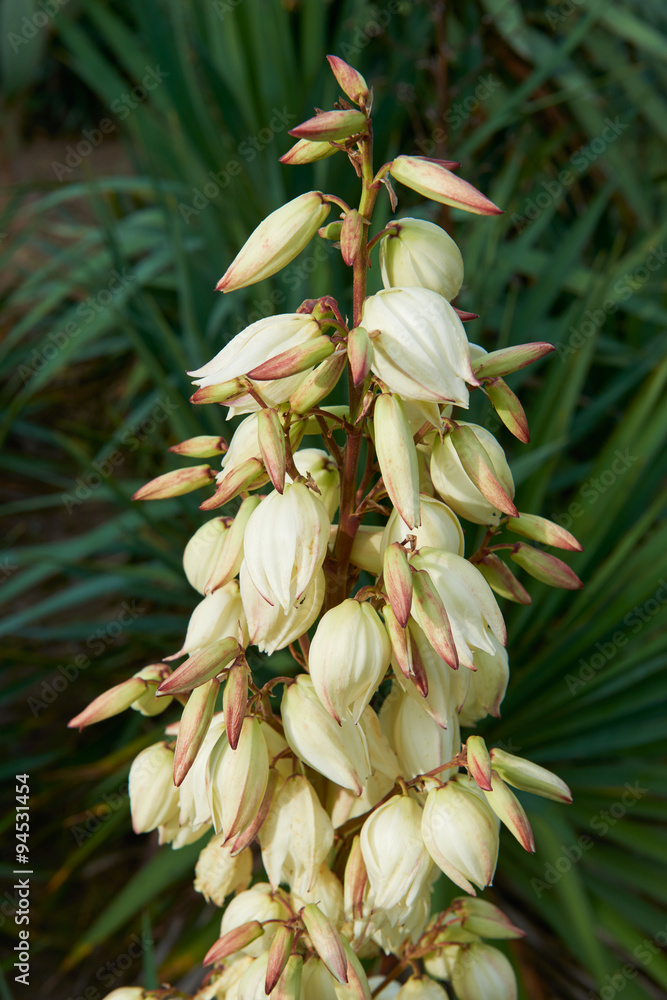 Fototapeta premium Yucca flower, tree of happiness