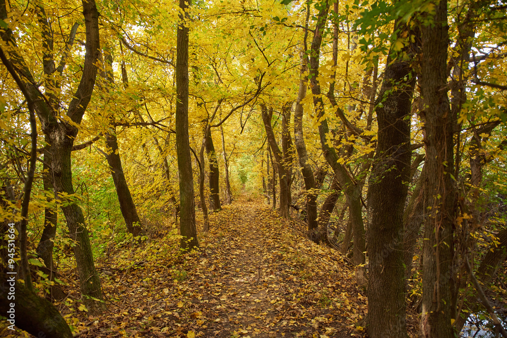 Fototapeta premium autumn