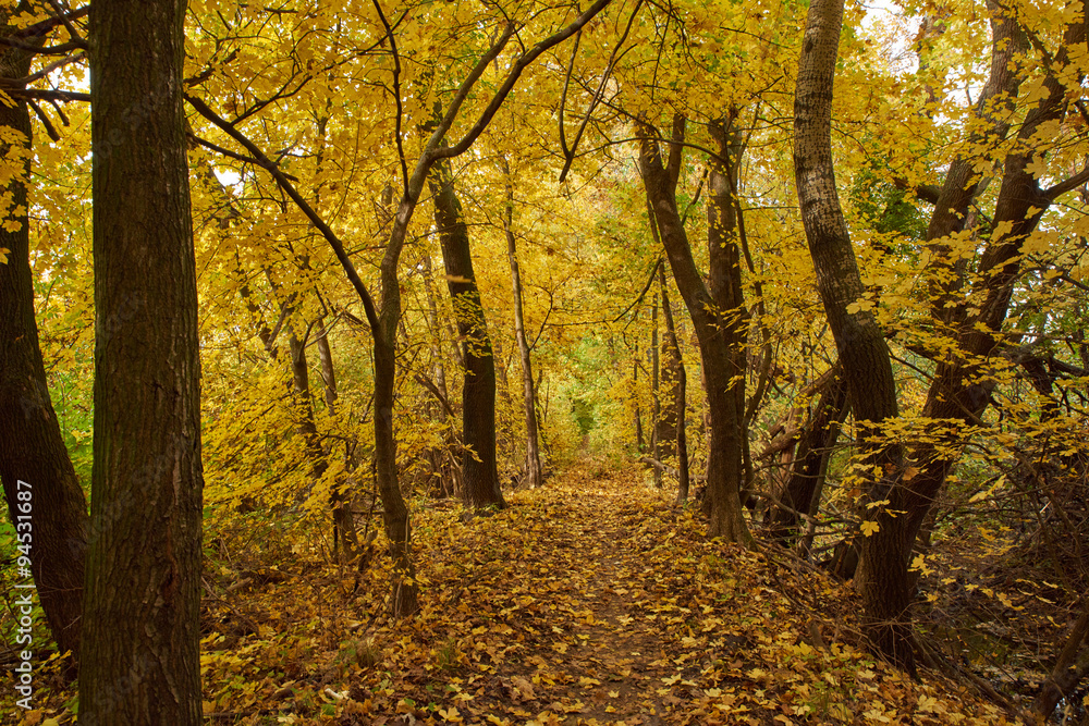 Obraz premium autumn