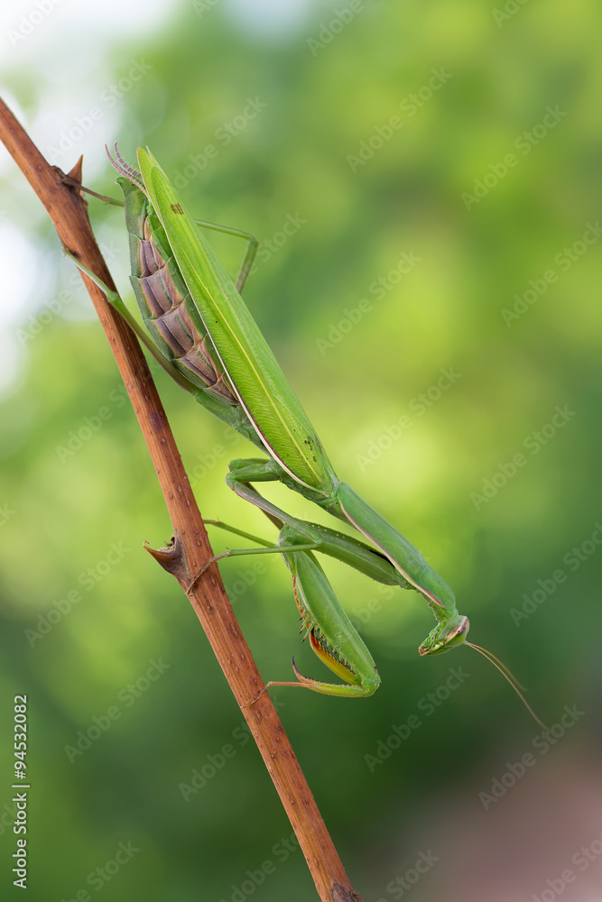 european mantis european mantis
