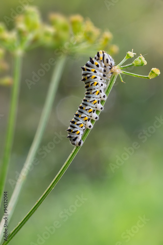 Papilio machaon caterpillar © willypd