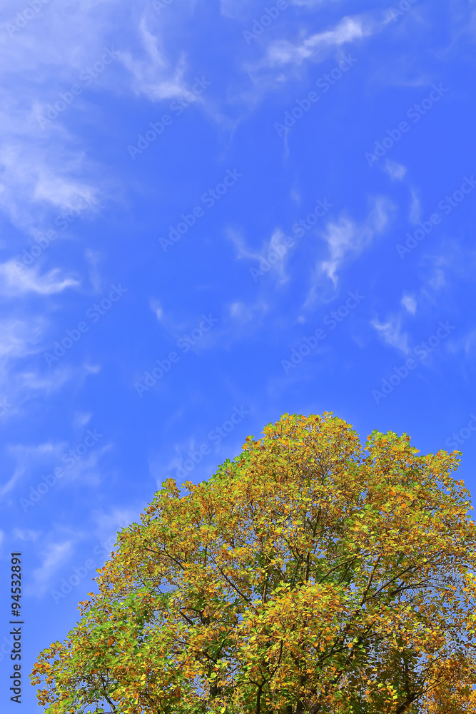 ユリノキの黄葉と青空