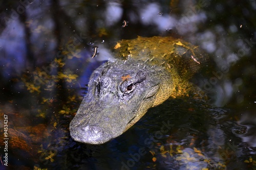 Florida Crocodile