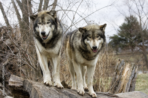 Two Wolves © dssimages