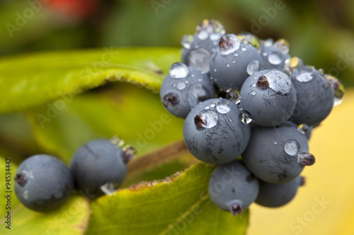 Photos Blackthorn Berries