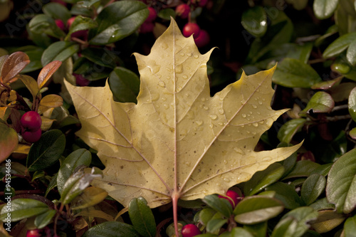 End of Autumn. An autumn leaf fell and dried out. The rain came and covered it with water drops. It sits up pert in the hedge but it soon will be gone and forgotten like autumn as winter approaches.