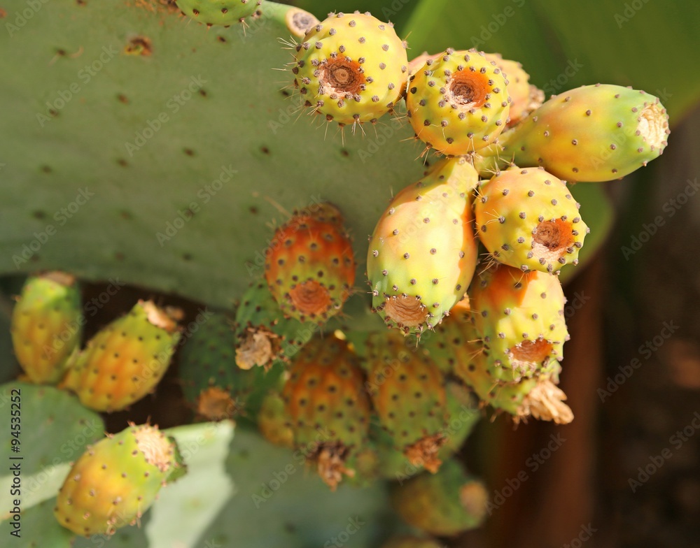 many ripe Indian fig opuntia or Prickly pear in the cactus many ripe Indian fig opuntia or Prickly pear in the cactus