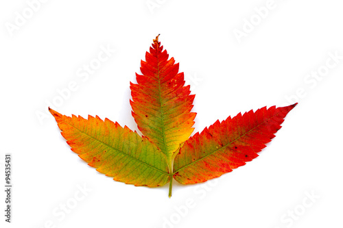 autumn leaf isolated white background