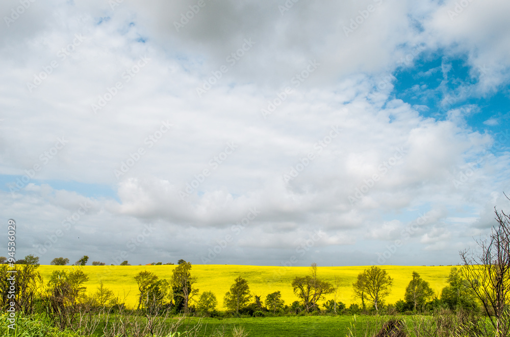 colorful countryside cloud sky landscape, yellow field