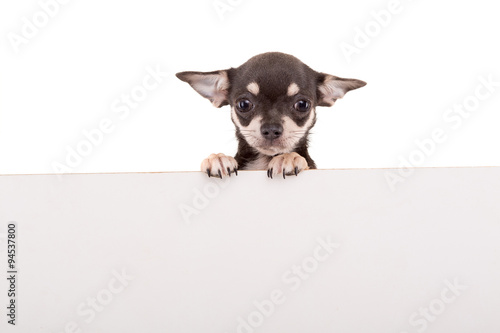 Fototapeta Naklejka Na Ścianę i Meble -  Chihuahua puppy