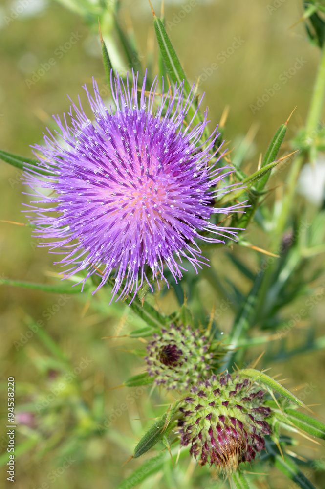 Thistle Thistle