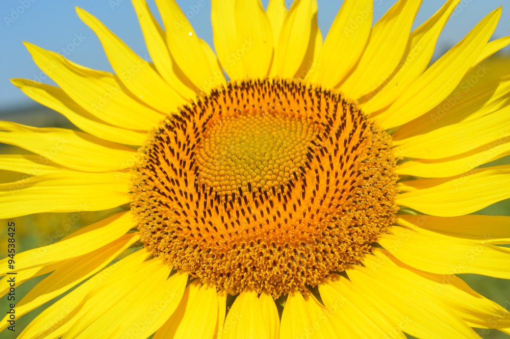 Sunflower Sunflower
