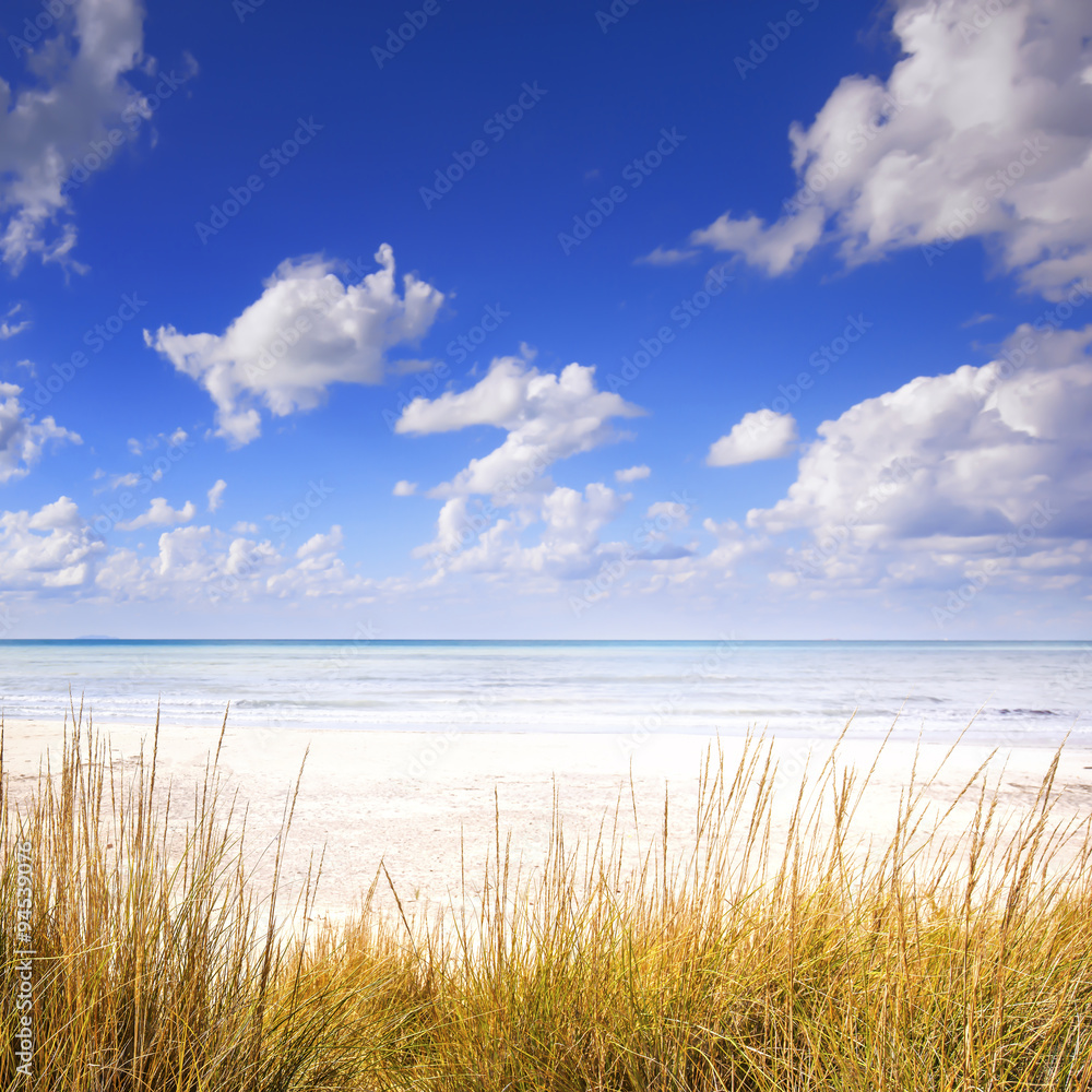 Grass on a white sand dunes beach, ocean and blue sky