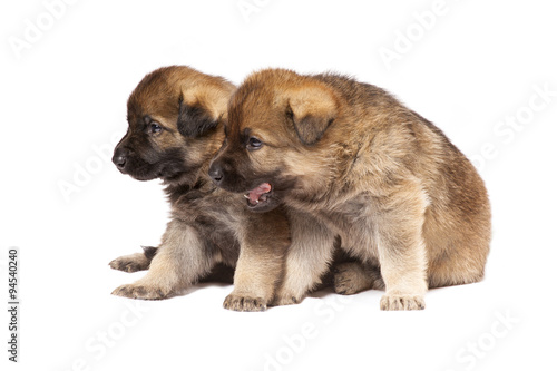 sheepdog puppy