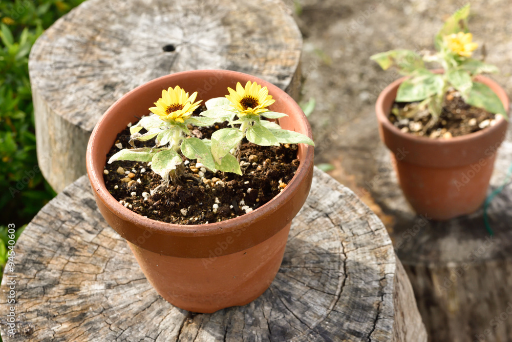 Yellow flowers and flower pot