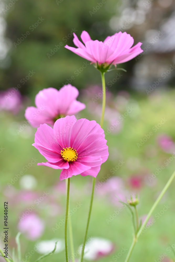 Cosmos flower
Cosmos flower