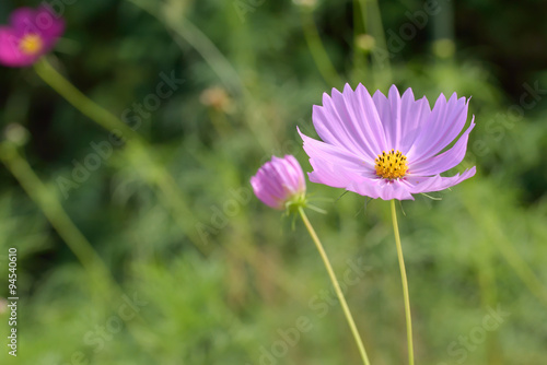 Cosmos flower
