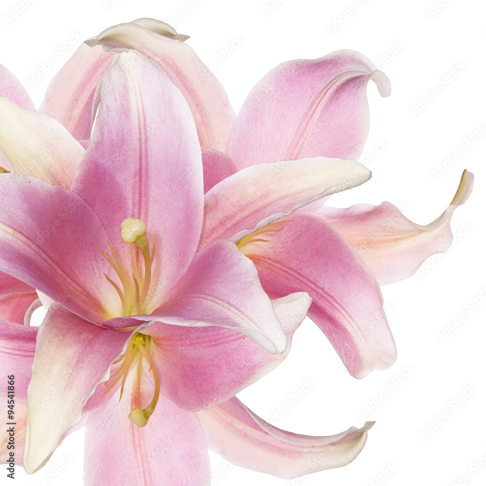 Beautiful lily flowers  isolated  on white background