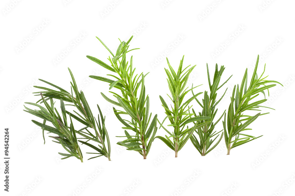 rosemary isolated on white background rosemary isolated on white background