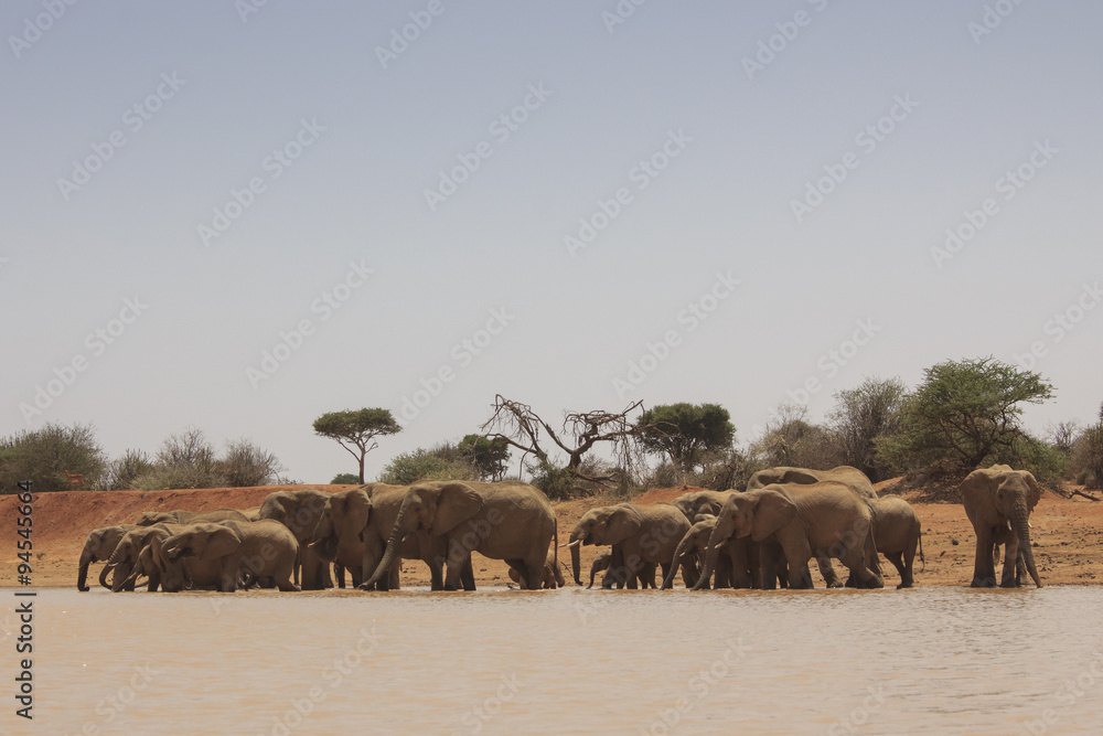 African Elephant come to a river to drink African Elephant come to a river to drink