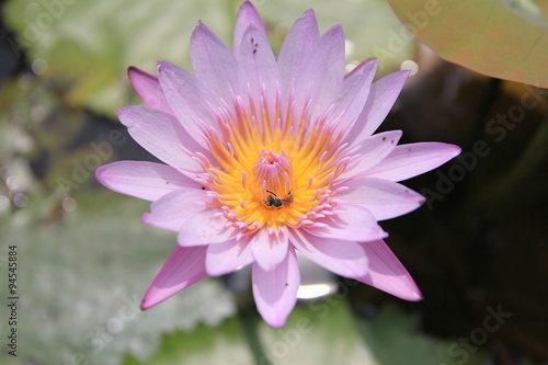 Bee on the lotus