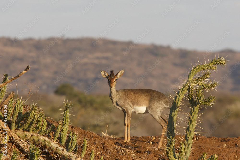 Kirk's Dikdik (small African antelope) Kirk's Dikdik (small African antelope)