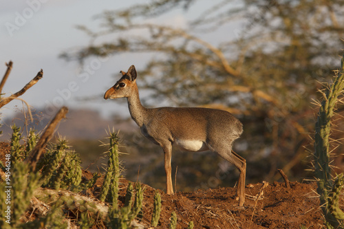 Tela Kirk's Dikdik (small African antelope)