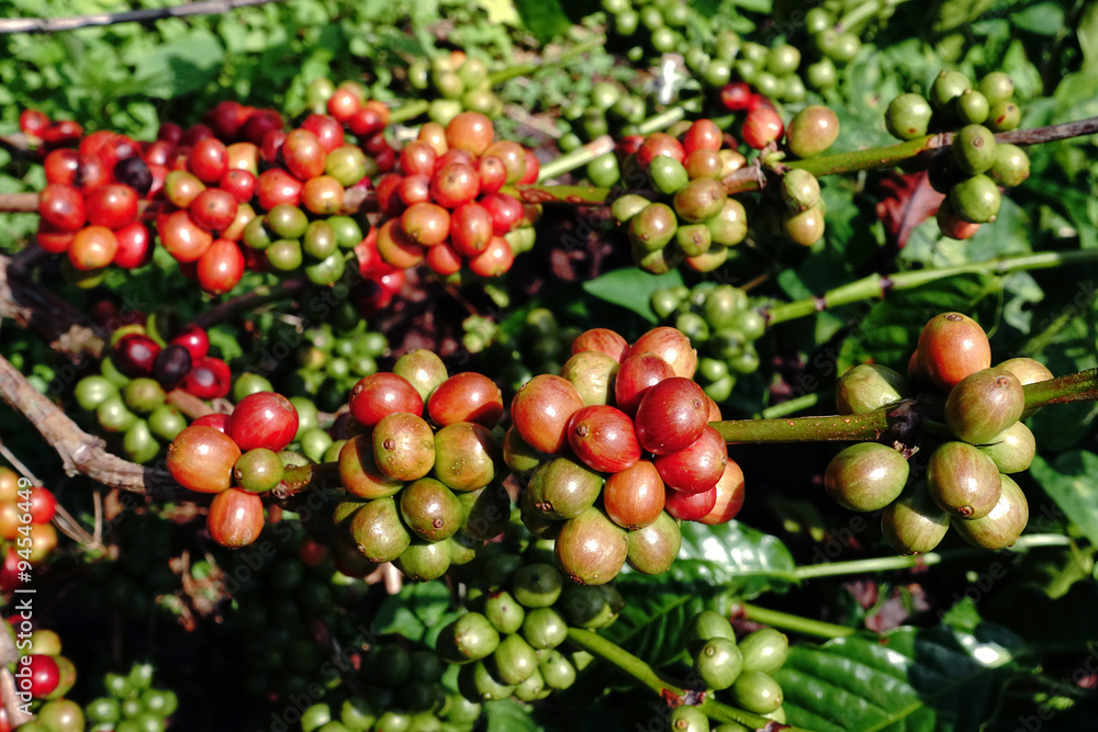 Coffee beans ripening on a tree. Coffee beans ripening on a tree.
