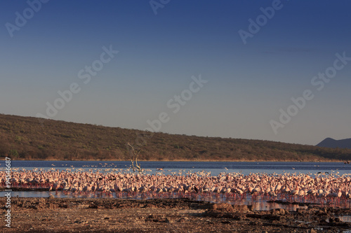 Flocks og Lesser and Greater Flamingo, Lake Bogoria, Kenya