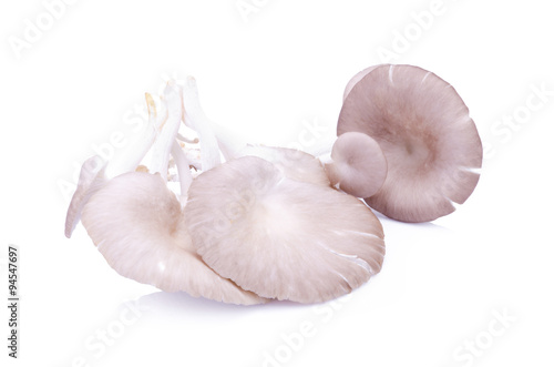 Sarjor-caju Mushroom(Pleurotus sajor-caju(Fr.) Sing.)