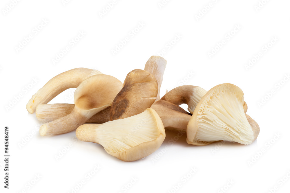 Fototapeta premium abalone mushroom isolated on white background