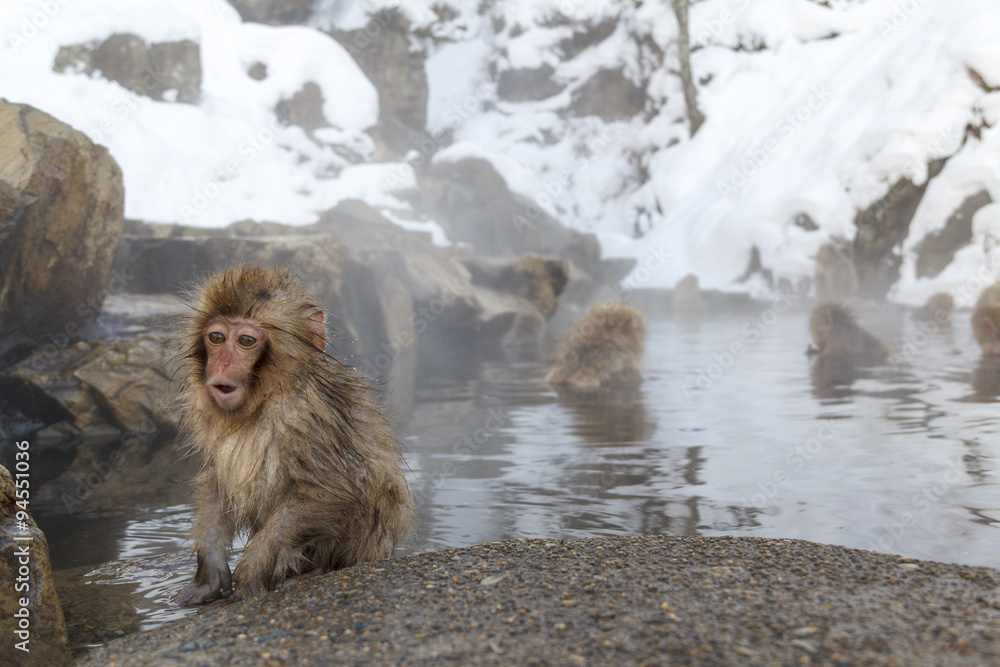 Fototapeta premium Snow monkeys at Jigokudani