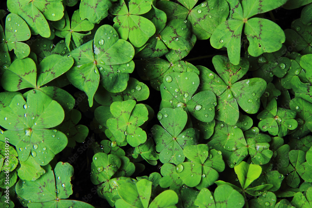 quarterfoils background with water drops quarterfoils background with water drops