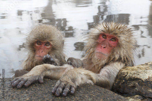 Snow monkeys in a hot spring at Jigokudani © ayusloth
