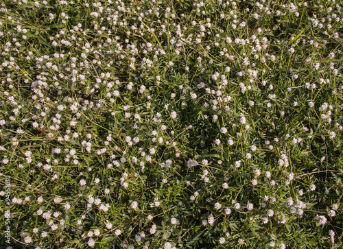 Flowering grass