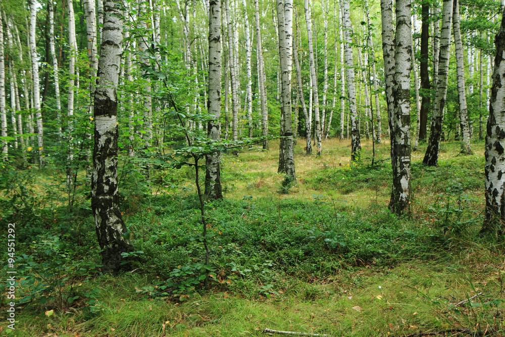 Fototapeta premium spring czech forest