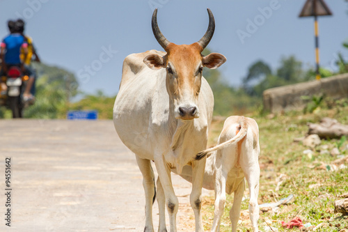 Calf drinking milk from acow. Cow a sacred animal in India