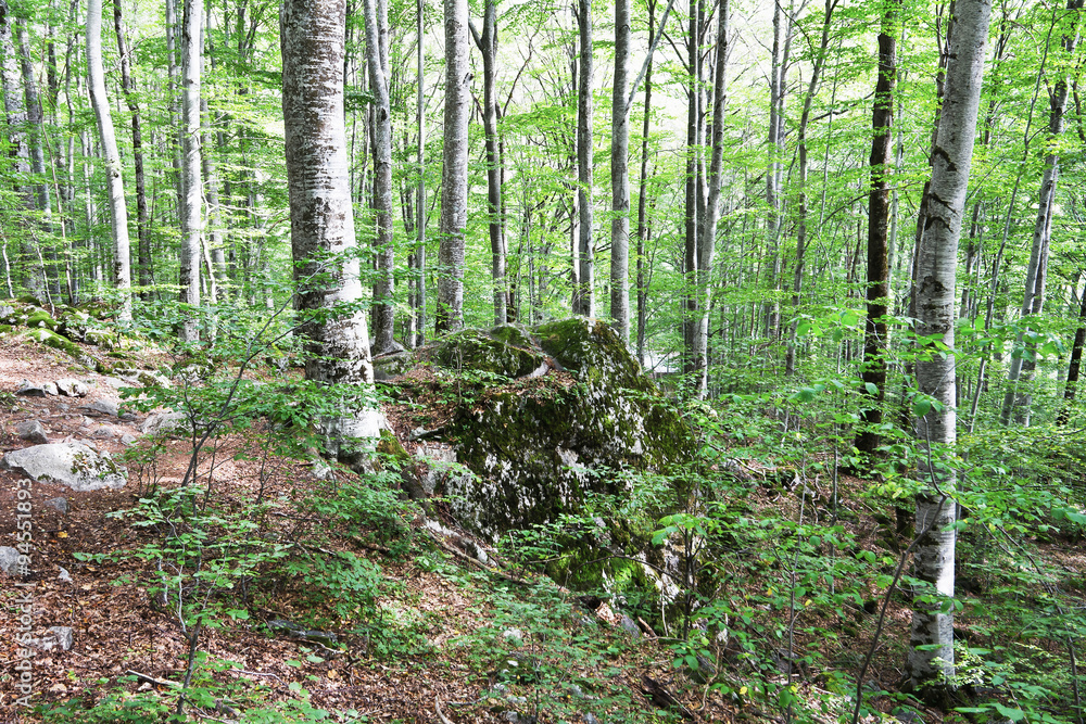 Beech forest and a path.Rila Monastery, Bulgaria Beech forest and a path.Rila Monastery, Bulgaria