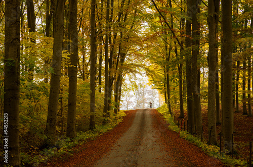 Country road surrounded by beech wood in autumn