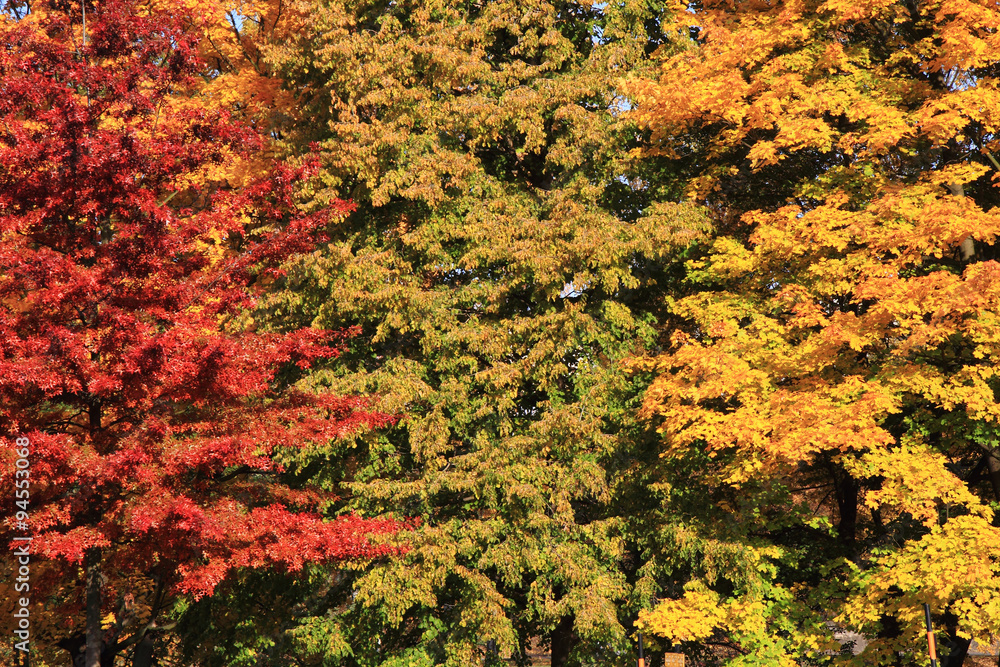 autumn leaves background autumn leaves background