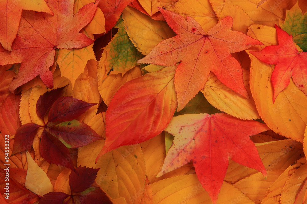 Fototapeta premium autumn leaves background