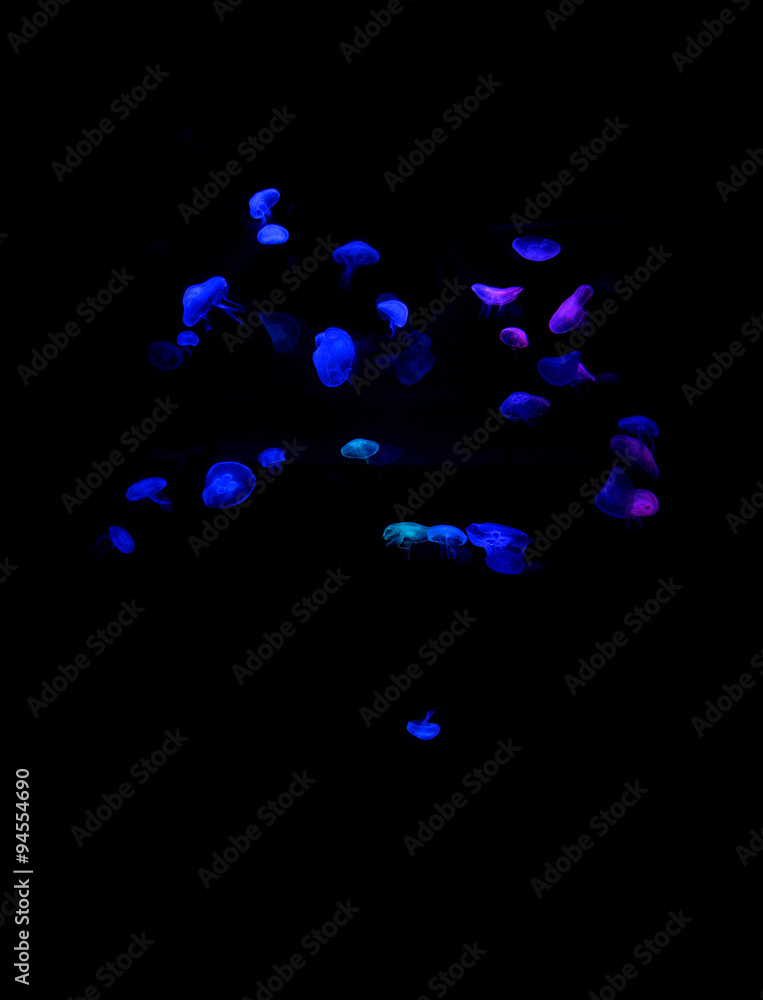 Blue jellyfish abstract closeup against dark background.