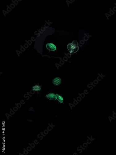 Green jellyfish abstract closeup against dark background.