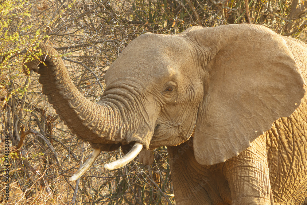 Obraz premium Herd African Elephant drinking at river