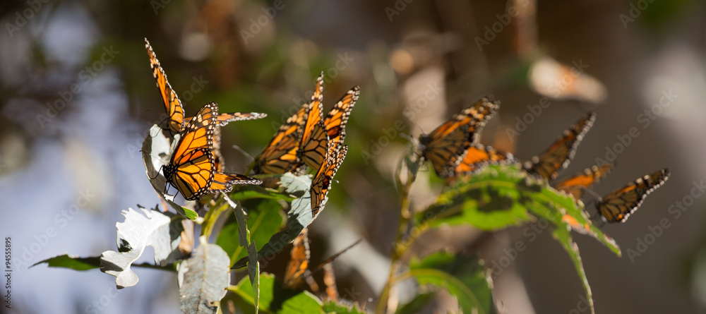 Naklejka premium Monarch Butterflies (Danaus plexippus) 