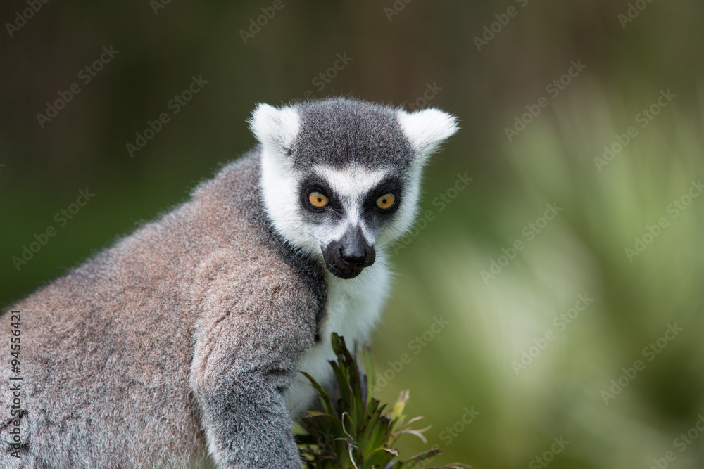 Obraz premium Katta, Lemuren,