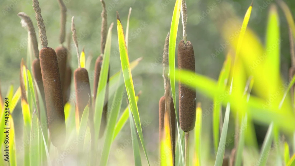 Typha Field The tall Typha Latifolia grass on the field. Typha latifolia is a ...