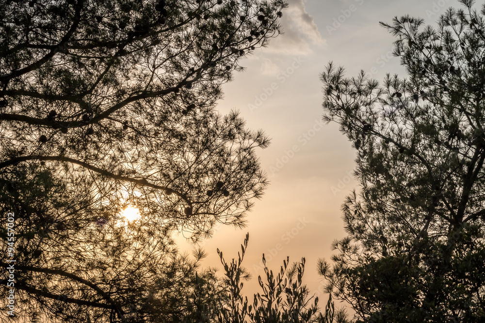 Pine trees top at sunset with clouds Pine trees top at sunset with clouds